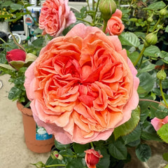 Paul Klee Rose Plant|保罗克利 image 0