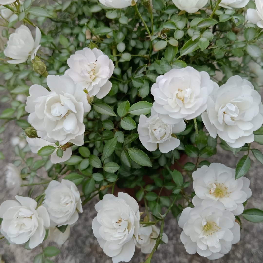 Belle Neige Rose Plant｜漂亮的雪/雪姬 image 5