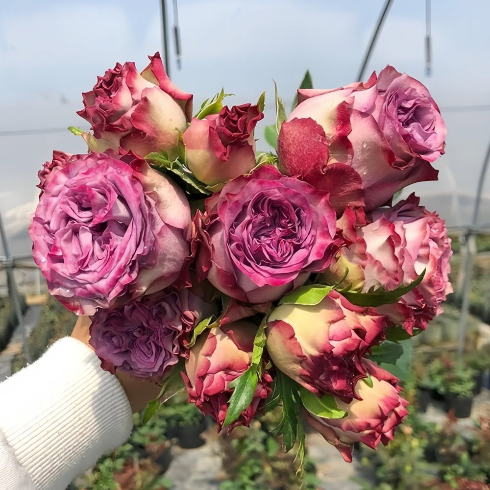 Dolcetto Rose Plant | 多姿桃 image 8