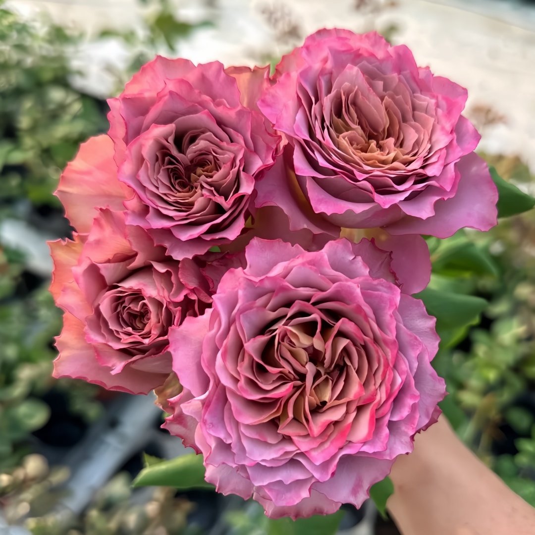 Thé nature Rose Plant|英伦节拍 image 4