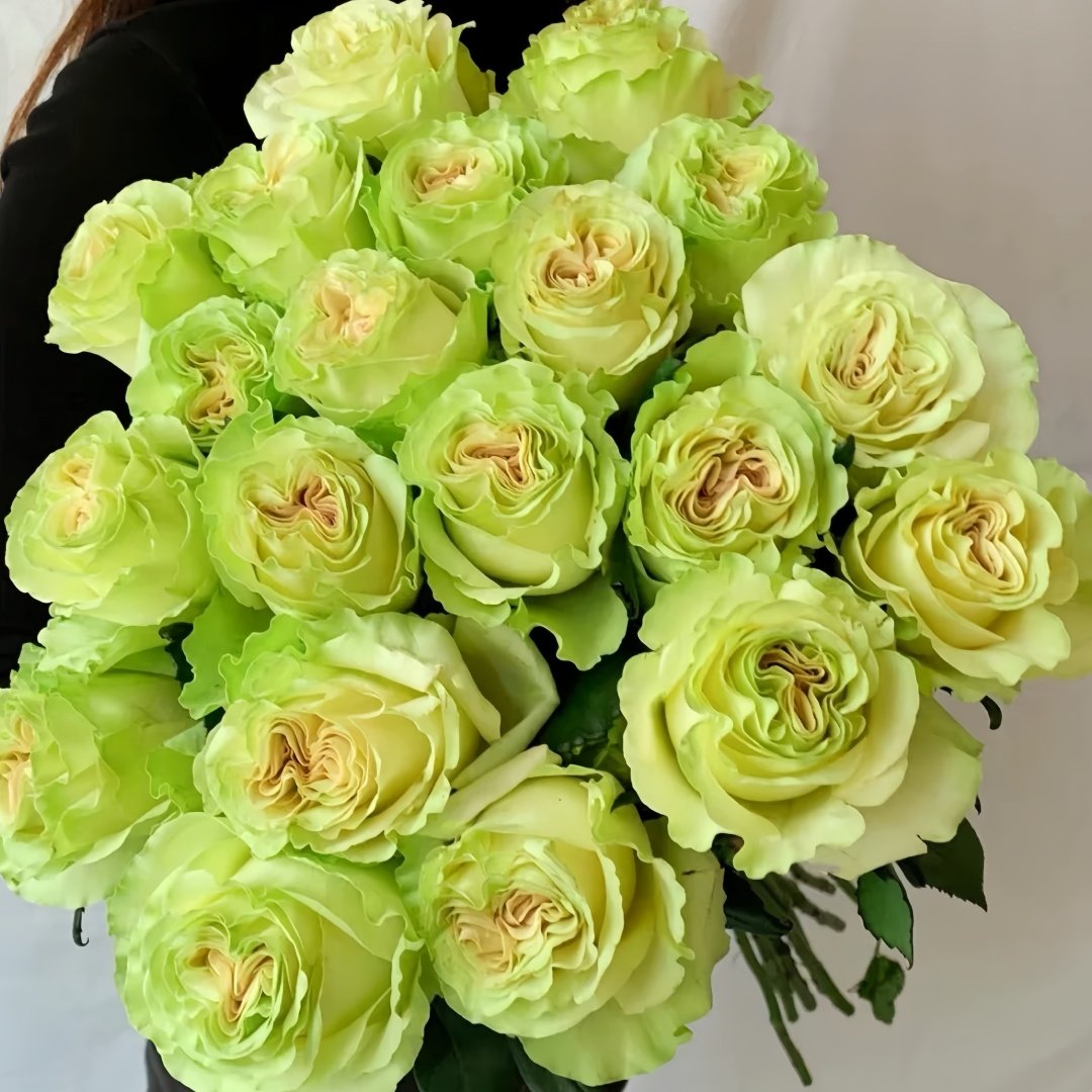 Dynamic Rose Plant|琉璃翠 image 6