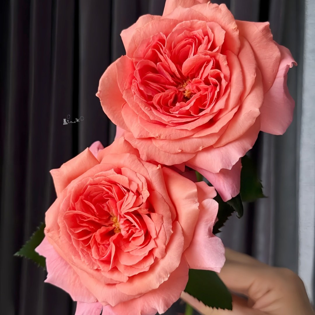 Amour de Molène Rose Plant | 莫莱纳之爱 image 6