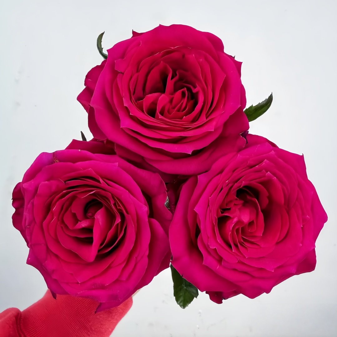 Good Vibes Rose Plant|好感觉/氛围感 image 4