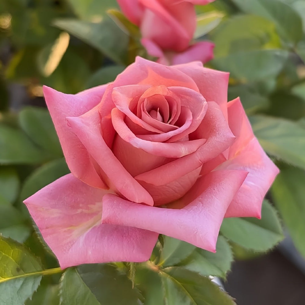 Barista Rose Plant｜咖啡师 image 3