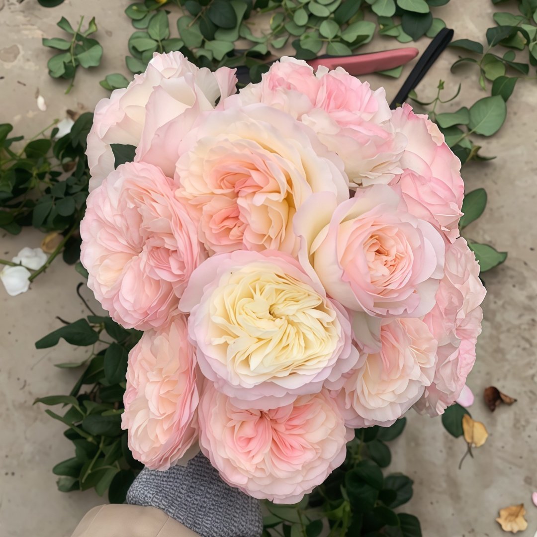Keira Rose Plant|凯拉玫瑰 image 4