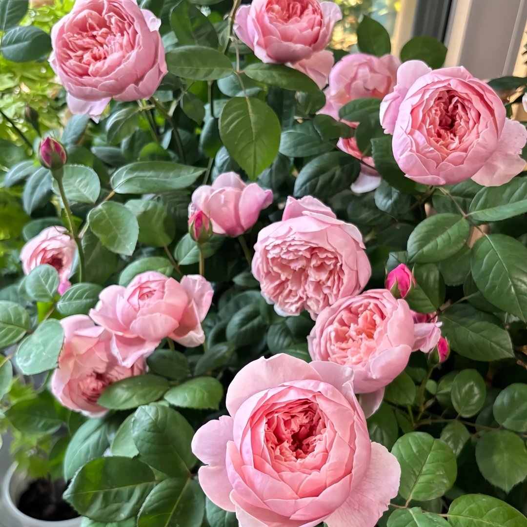 The Alnwick Rose Plant｜安妮克城堡 image 9