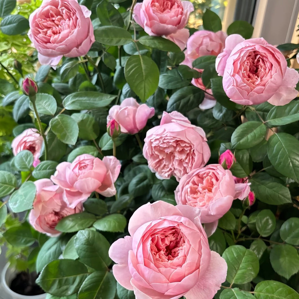 The Alnwick Rose Plant｜安妮克城堡 image 9