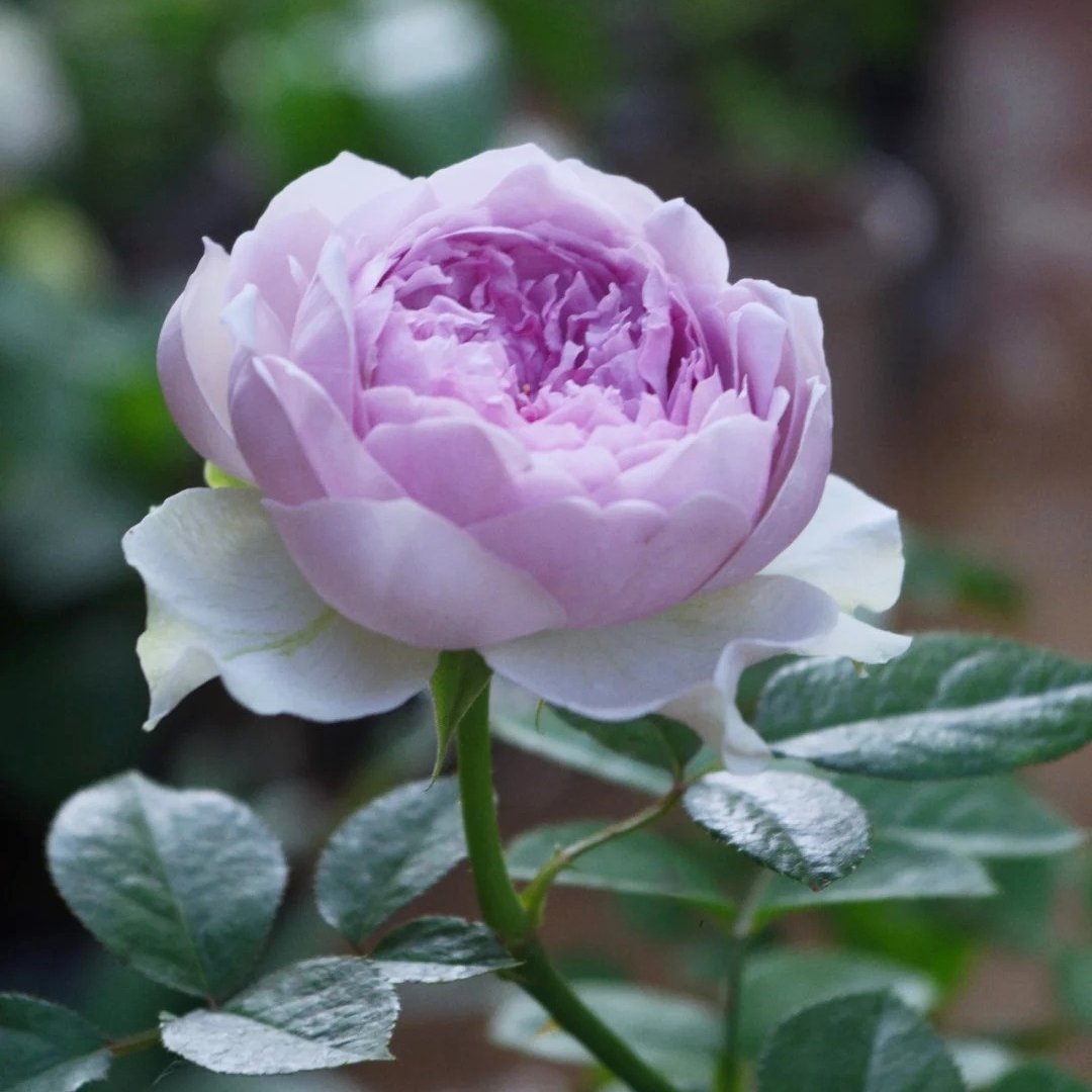 Coffret Rose Plant | 首饰盒 image 11