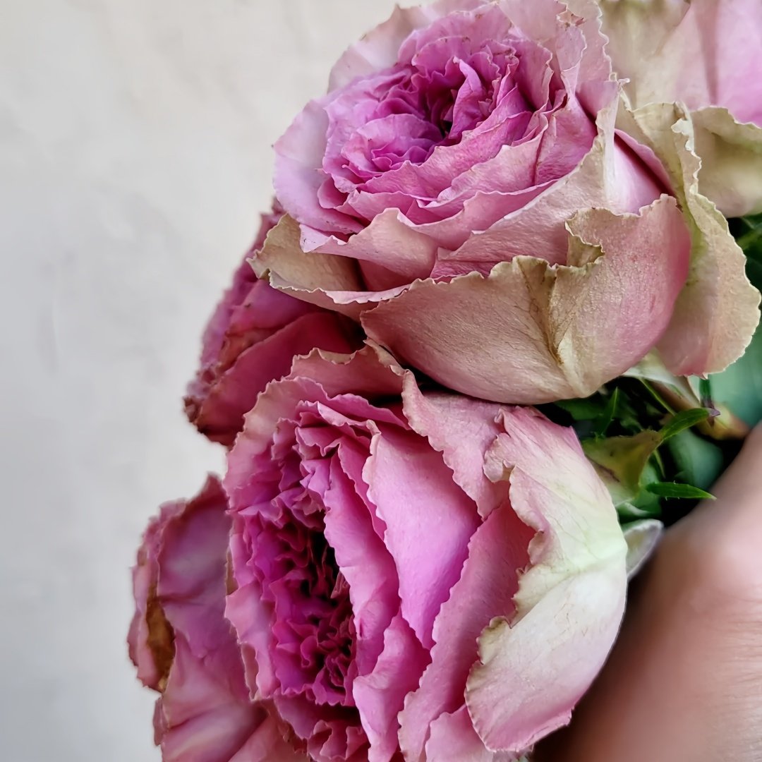 Wild Moments Rose Plant｜狂野时刻 image 4