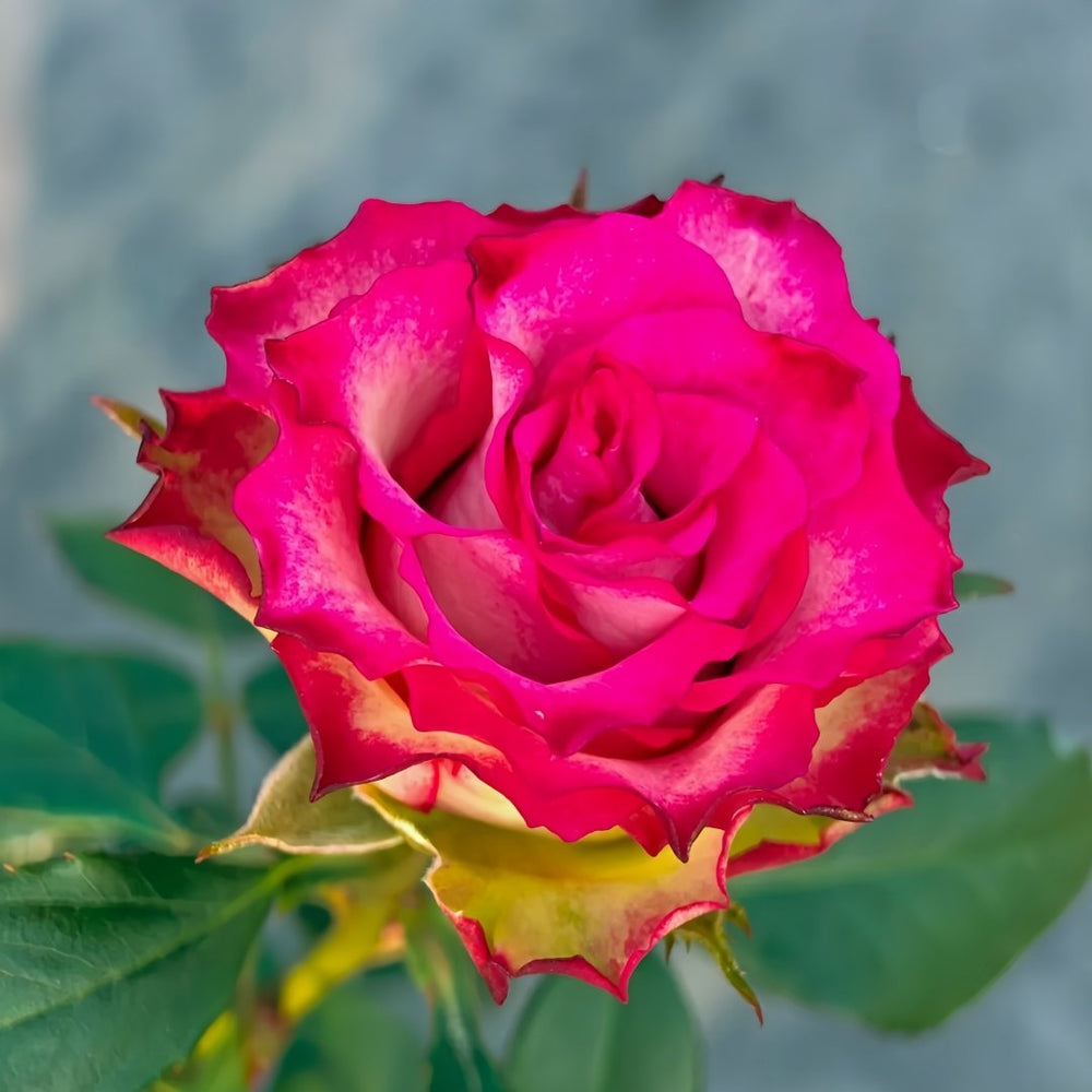 Absurda Rose Plant｜阿巴苏达/荒谬 image 1