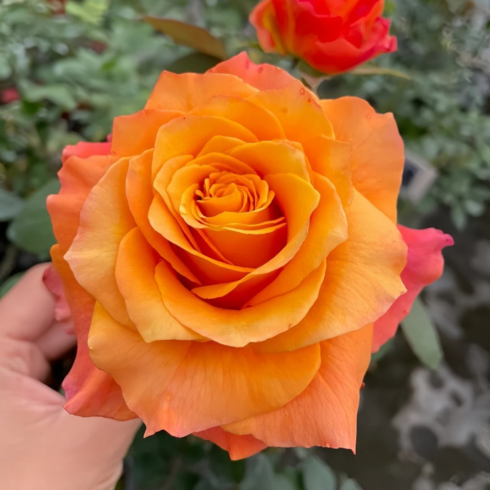 Free Spirit Rose Plant | 火灵鸟 image 3