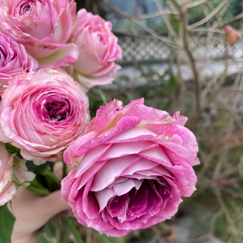 Dory Rose Plant|多莉 image 9
