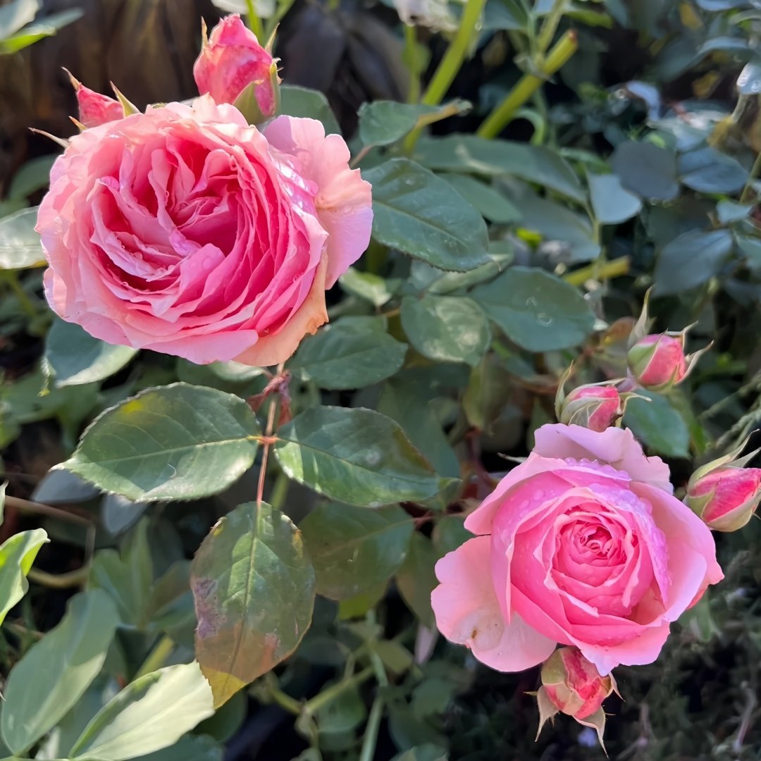 Parle moi Rose Plant｜侧耳倾听 image 8