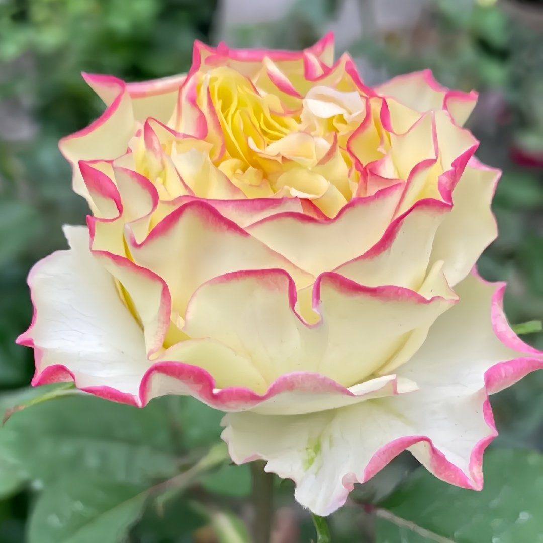 Stylist Rose Plant｜造型师 image 8
