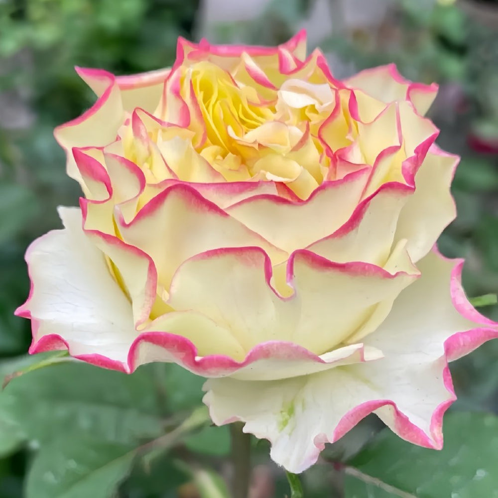 Stylist Rose Plant｜造型师 image 8