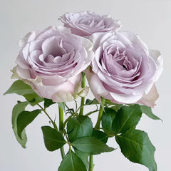 Vanquish Rose Plant｜征服 image 1