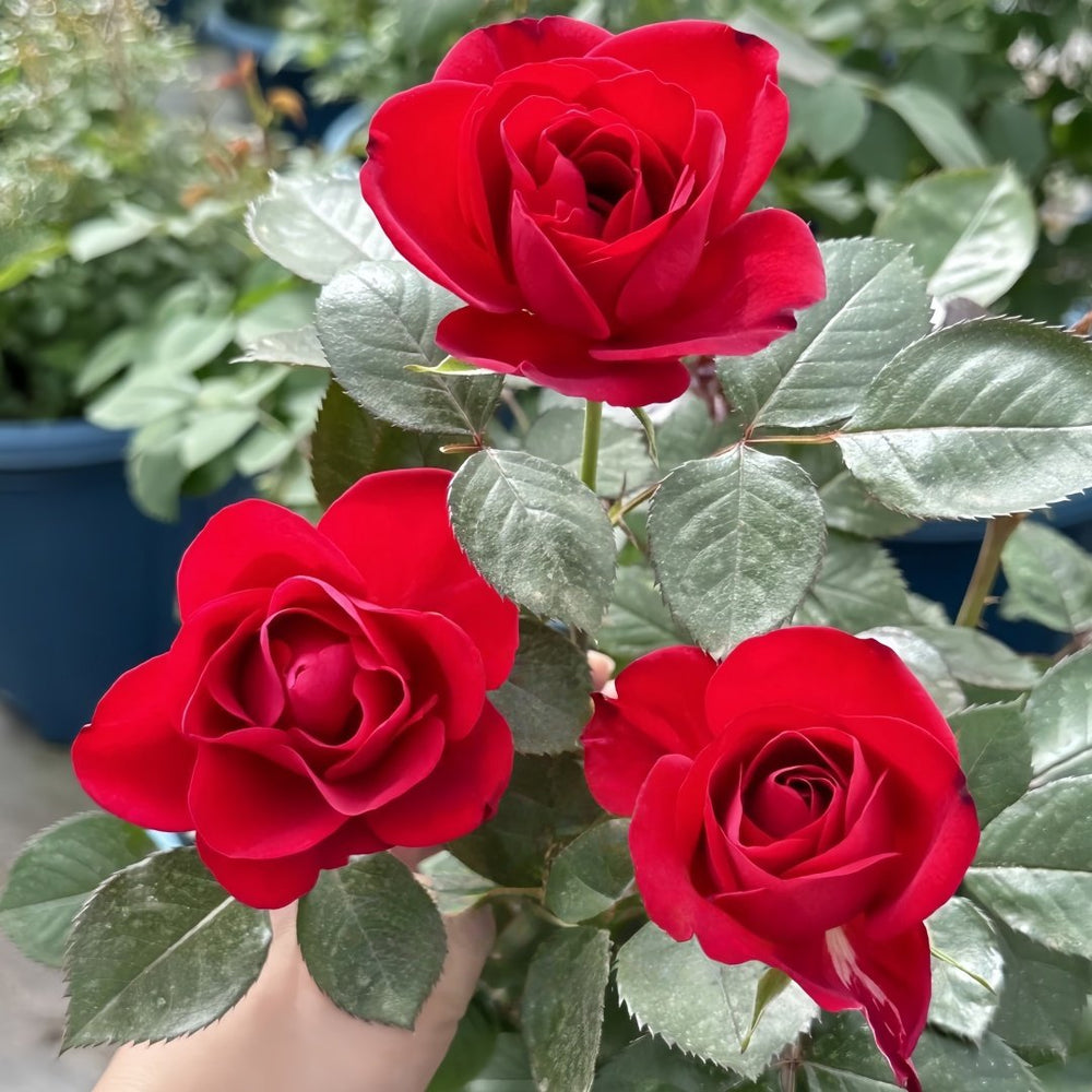 Summer Sangria Rose Plant｜魔法红鞋 image 3