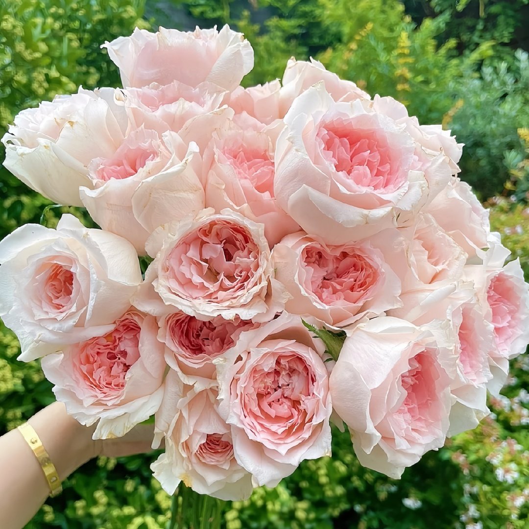 Flow Rose Plant｜涌流 image 0