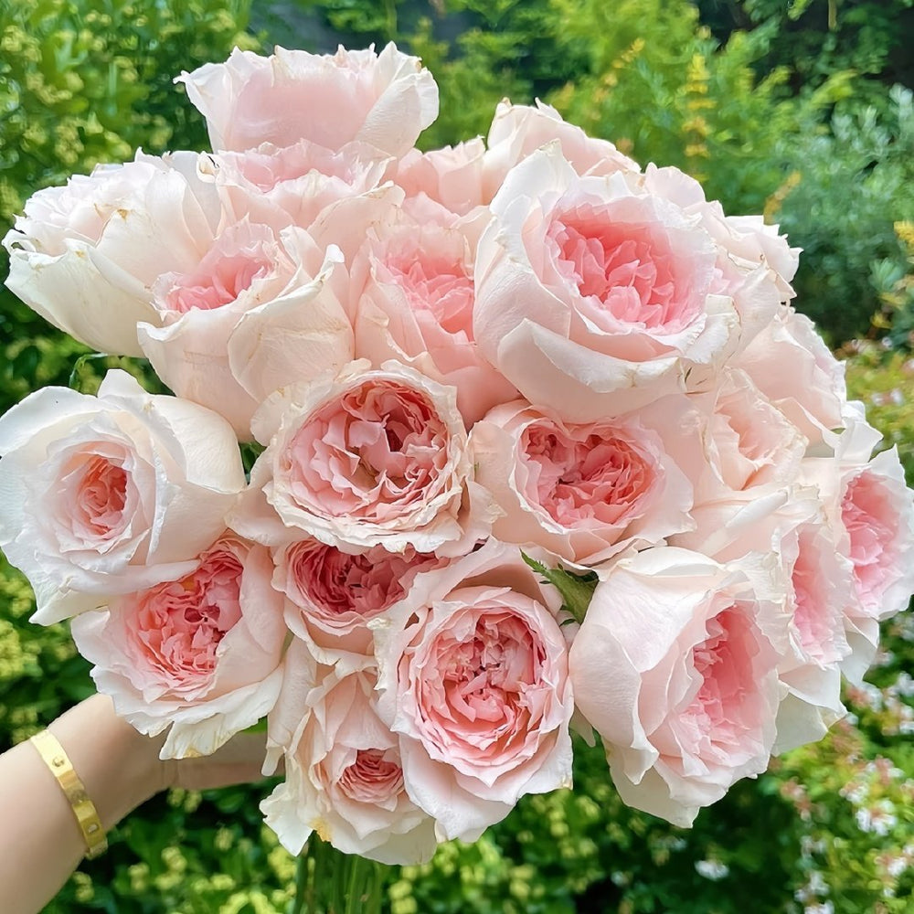 Flow Rose Plant｜涌流 image 0