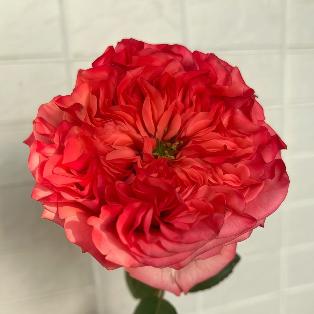 Coral Reeva Rose Plant｜珊瑚丽娃 image 0