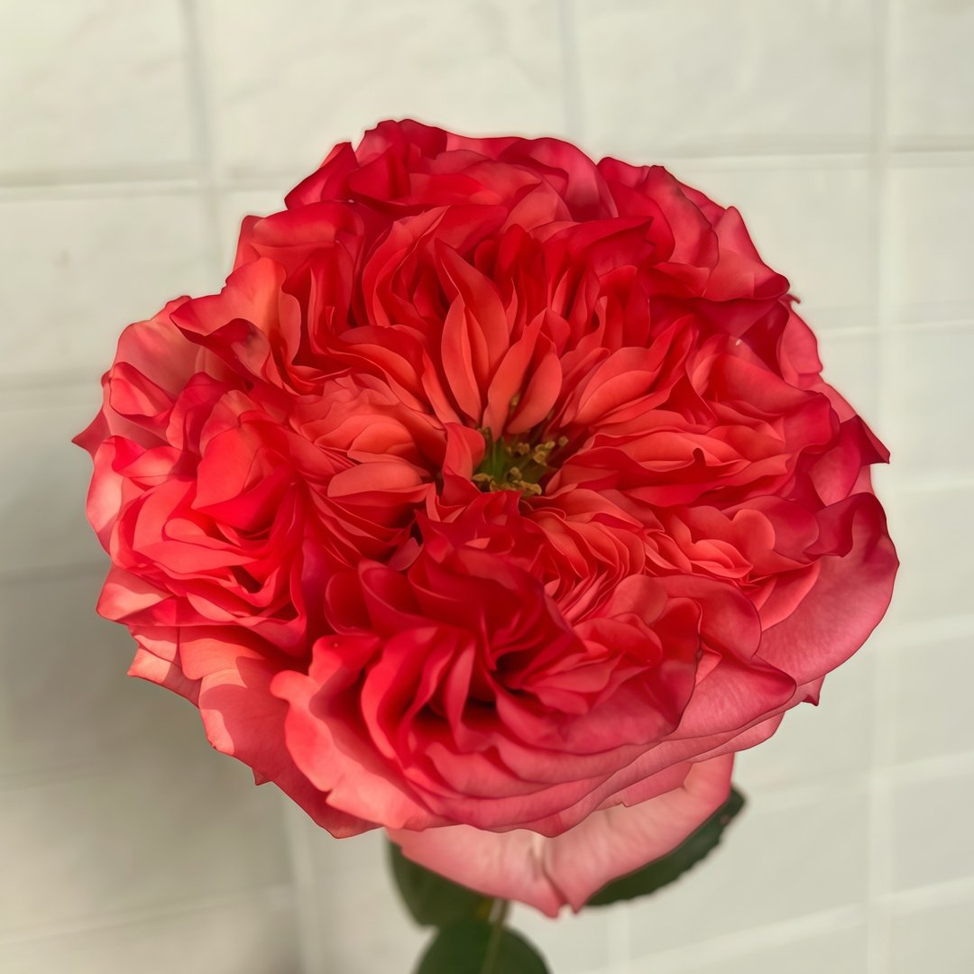 Coral Reeva Rose Plant｜珊瑚丽娃 image 0