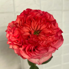 Coral Reeva Rose Plant｜珊瑚丽娃 image 0