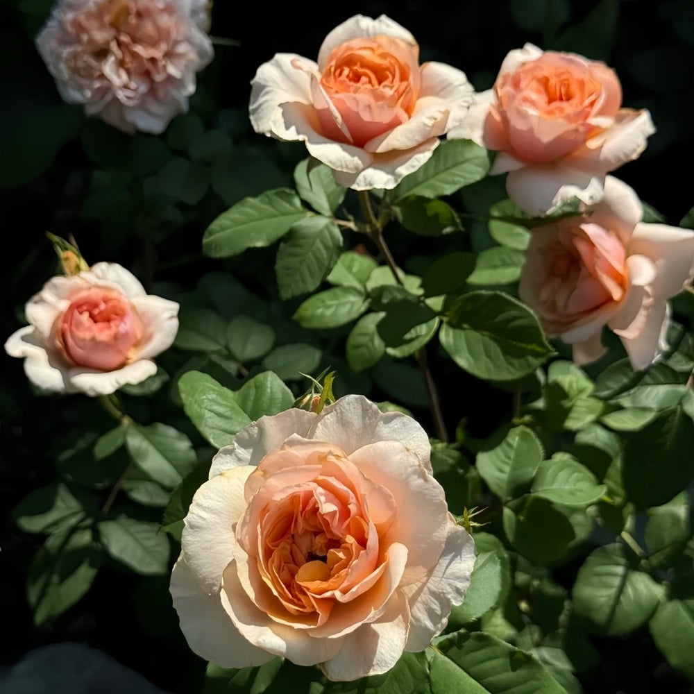 Versigny Rose Plant|维尔西尼 image 9