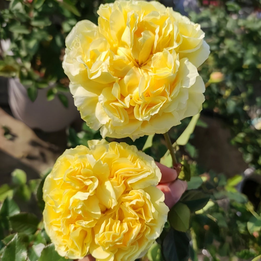 Sicilienne Rose Plant｜西西里舞曲 image 9