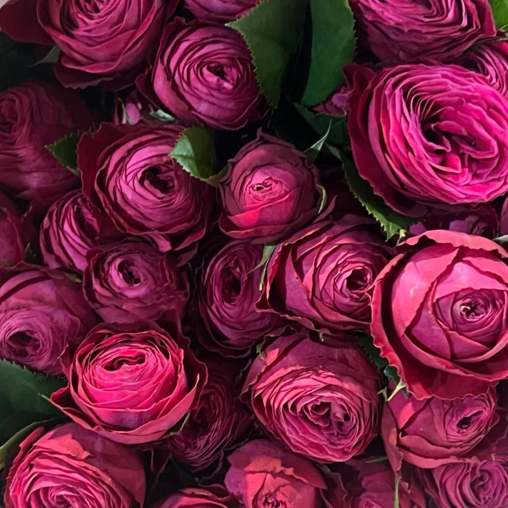 Dima Bombastic Rose Plant｜浮夸迪马 image 1