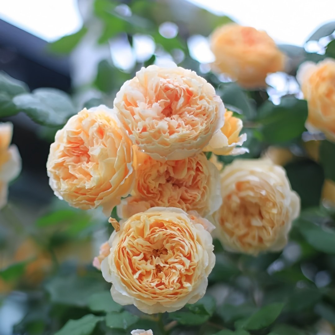 Crown Princess Margareta Rose Plant | 玛格丽特王妃 image 2