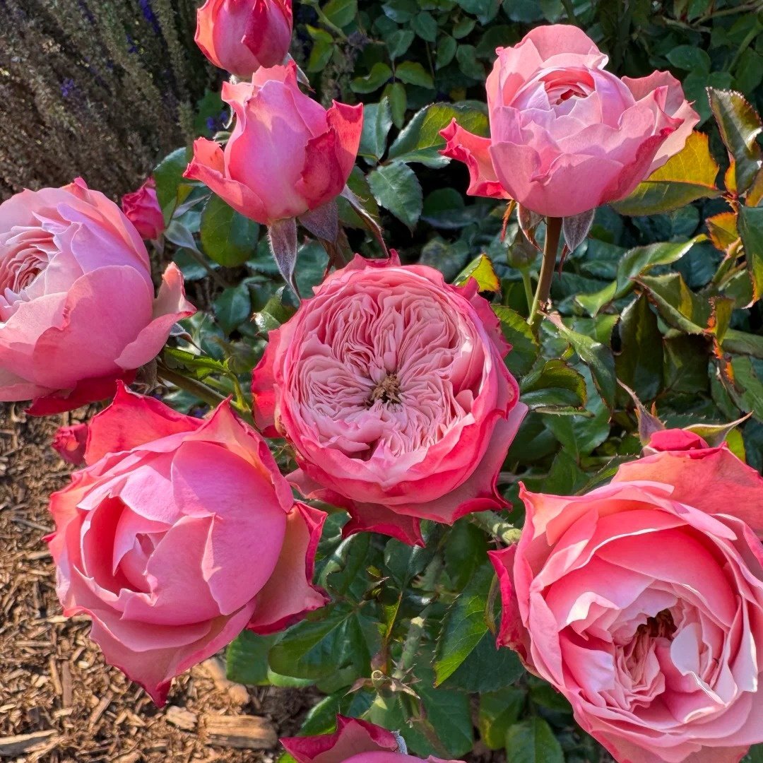 Northanger Abbey Rose Plant| 诺桑觉寺 image 6