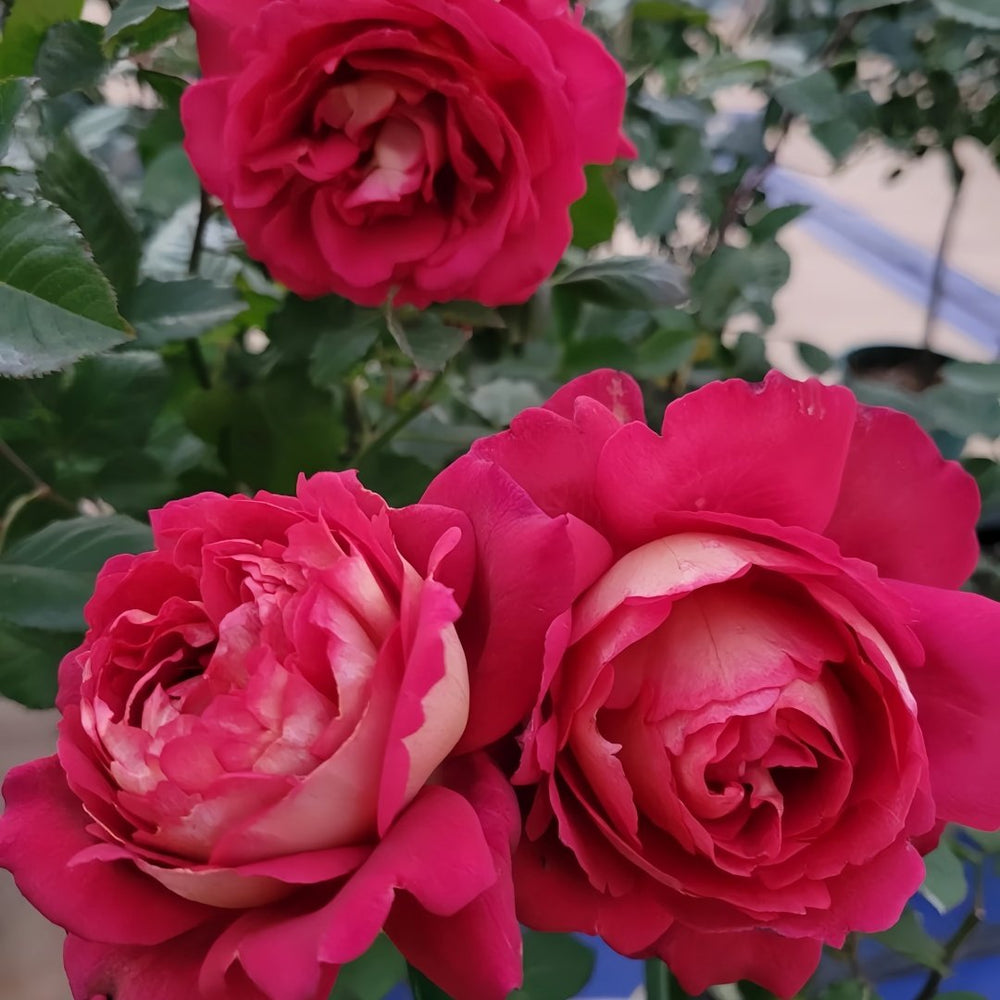 Dominique Massad Rose Plant｜马萨德医生 image 6