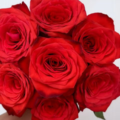 Bromo Rose Plant｜布罗莫 image 1