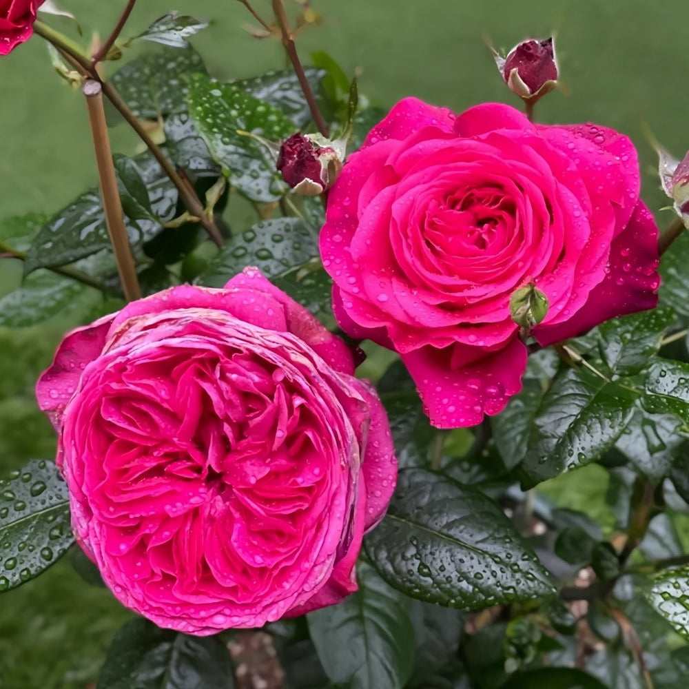 Capability Rose Plant | 才能 image 7