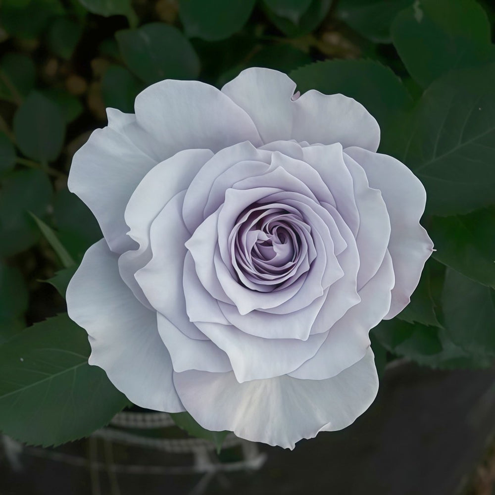 Qise rose plant｜霁色 image 2