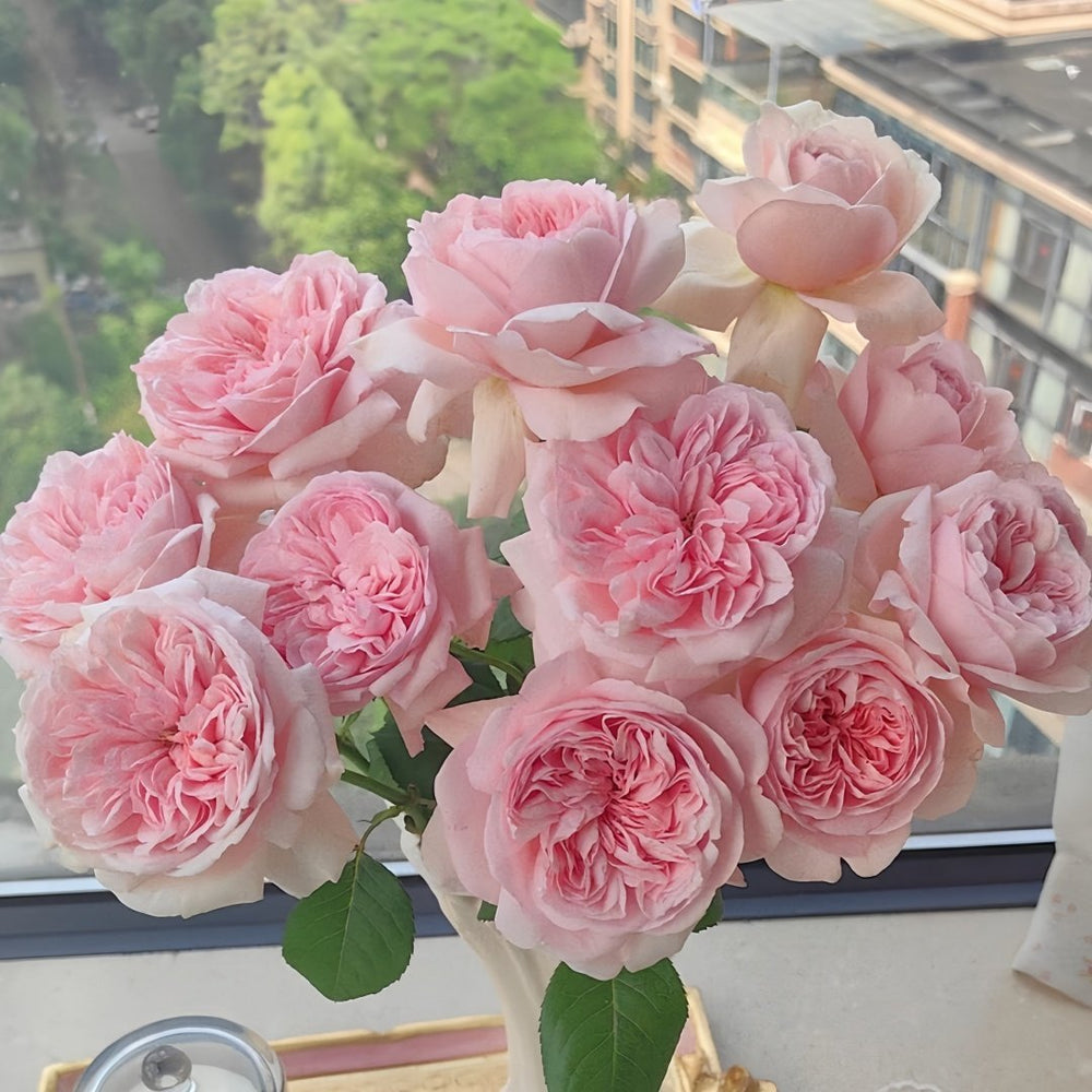 Mauritia Rose Plant｜远古大陆 image 7