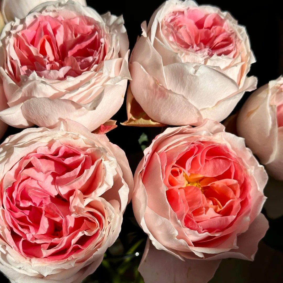 Princess Sakura Rose Plant|樱花公主 image 7