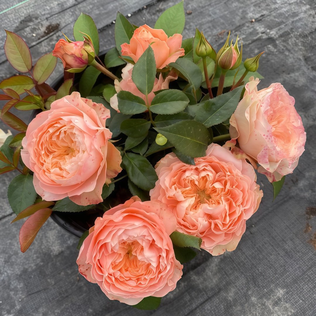 Sweet Harper Rose Plant | 甜蜜哈珀 image 7