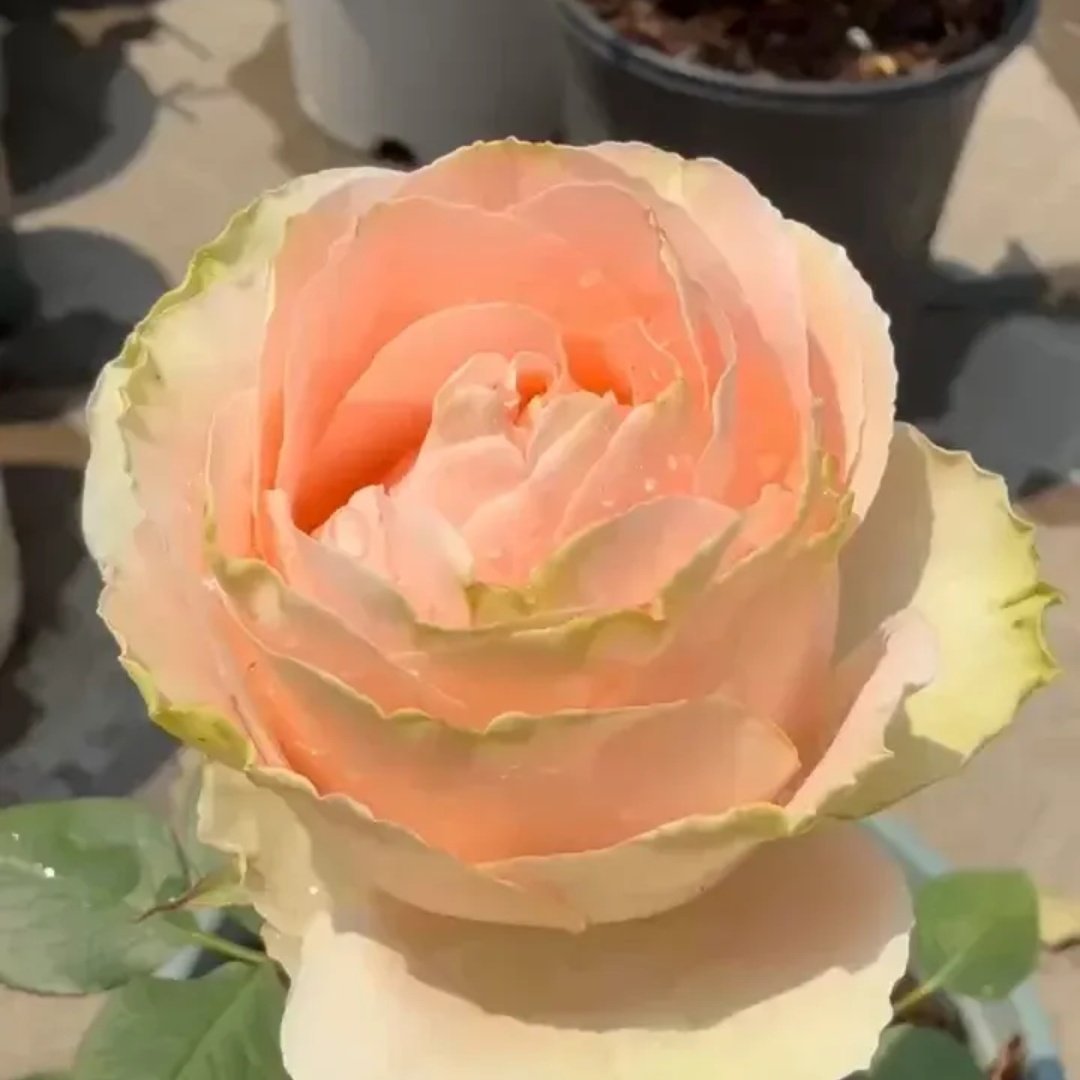 Doris Day Rose Plant|多丽丝·戴 image 4