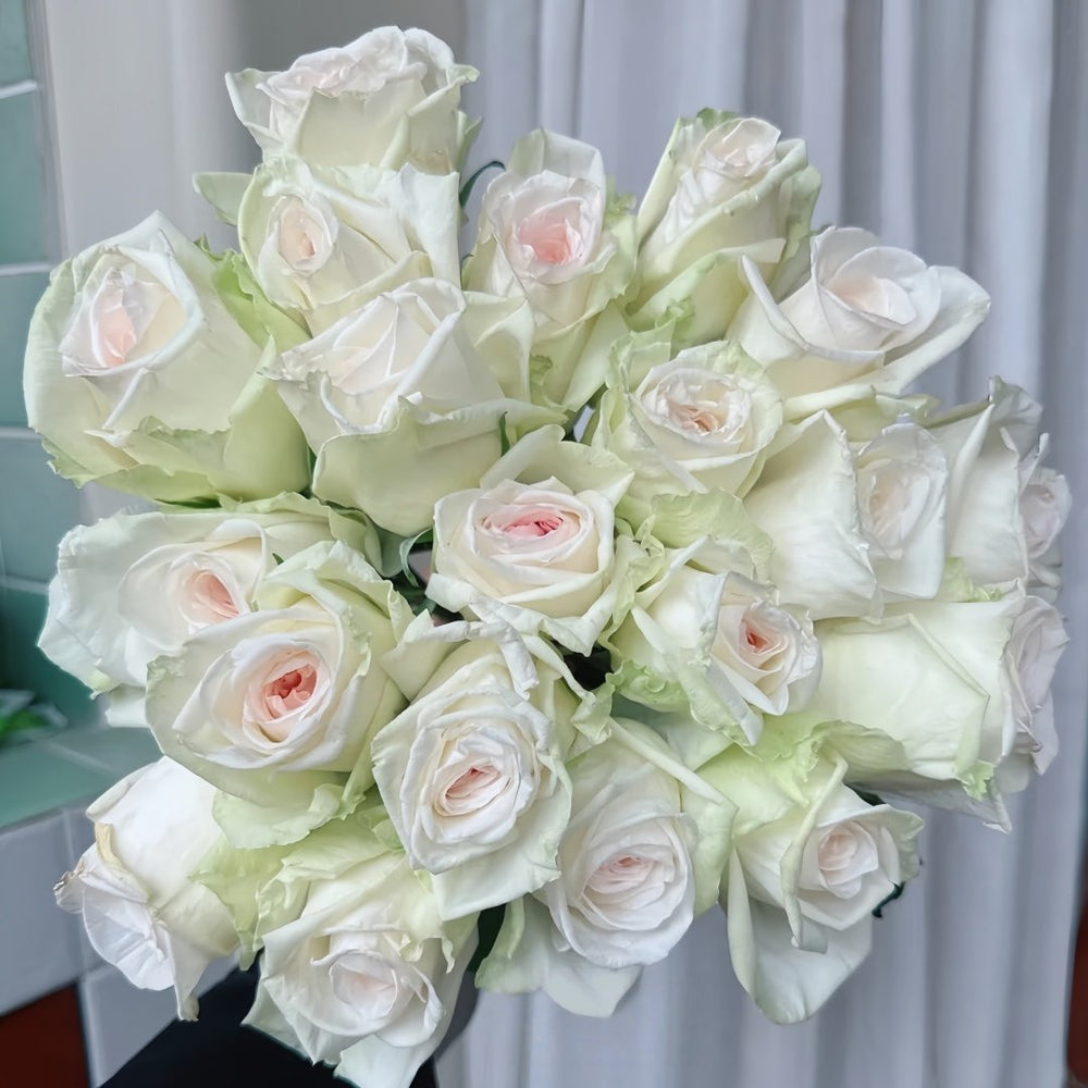 White O′Hara Rose Plant｜白哈娜 image 9