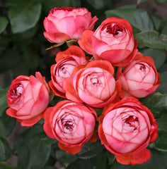 Pompeji Rose Plant | 庞贝/蓬培基 image 0