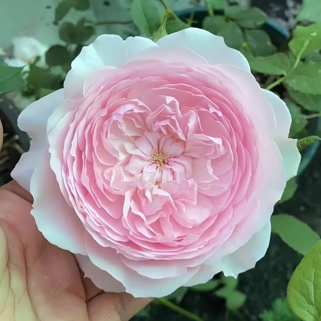 Hiyori Rose Plant|日和 image 3