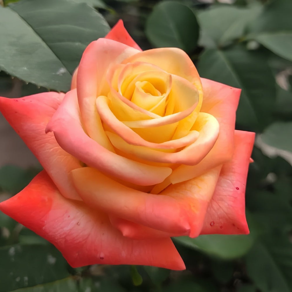 Florida Rose Plant｜佛罗里达 image 2