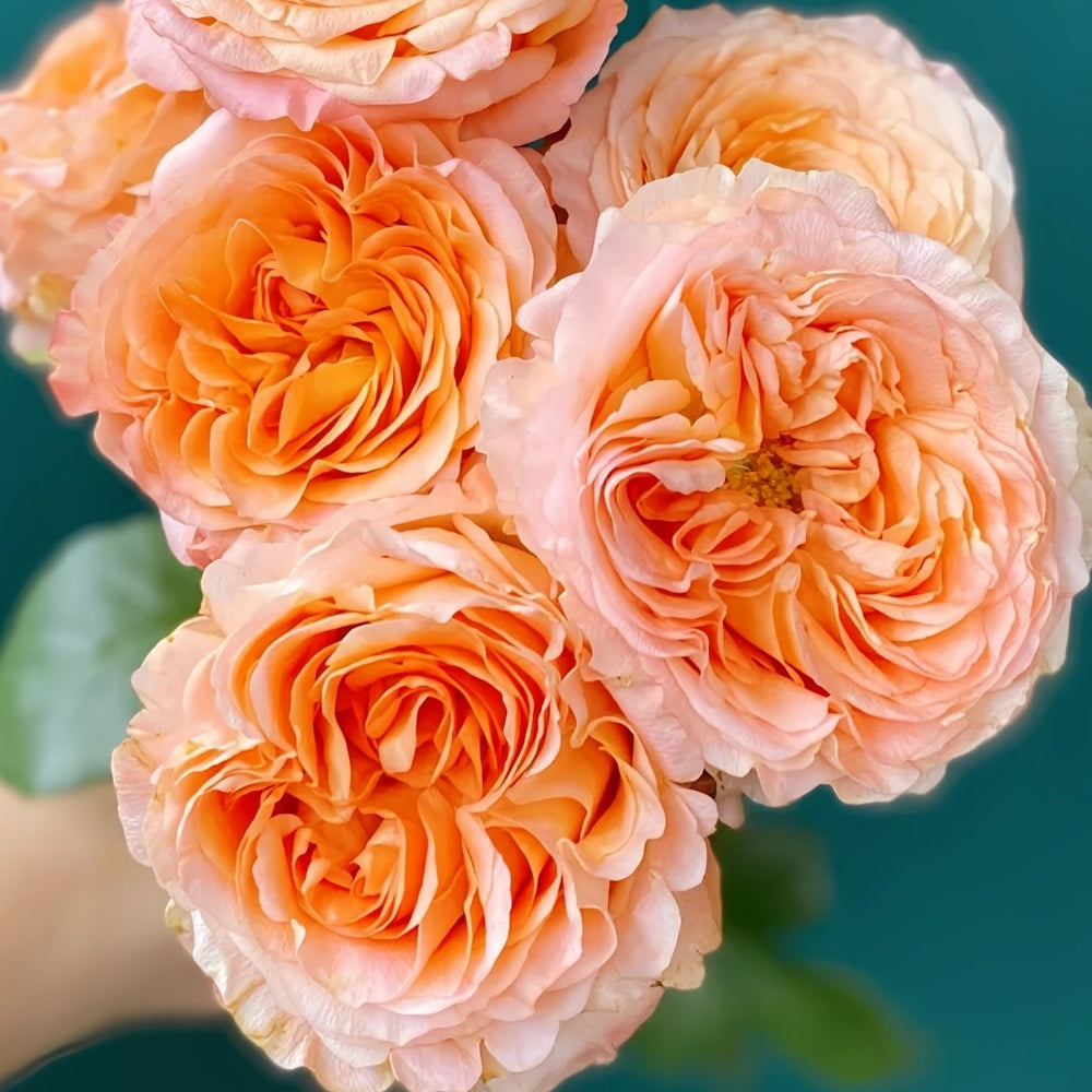 Apricot Lace Rose Plant|杏色蕾丝 image 1