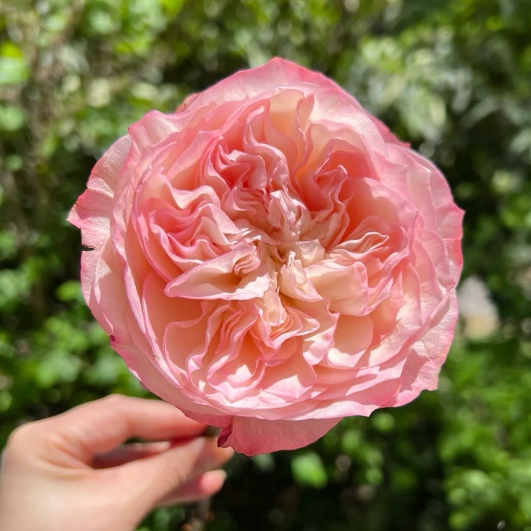 Xiaoliwo Rose Plant | 小梨涡 image 2