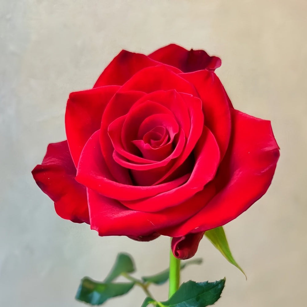 Vulcan Rose Plant｜火神 image 0
