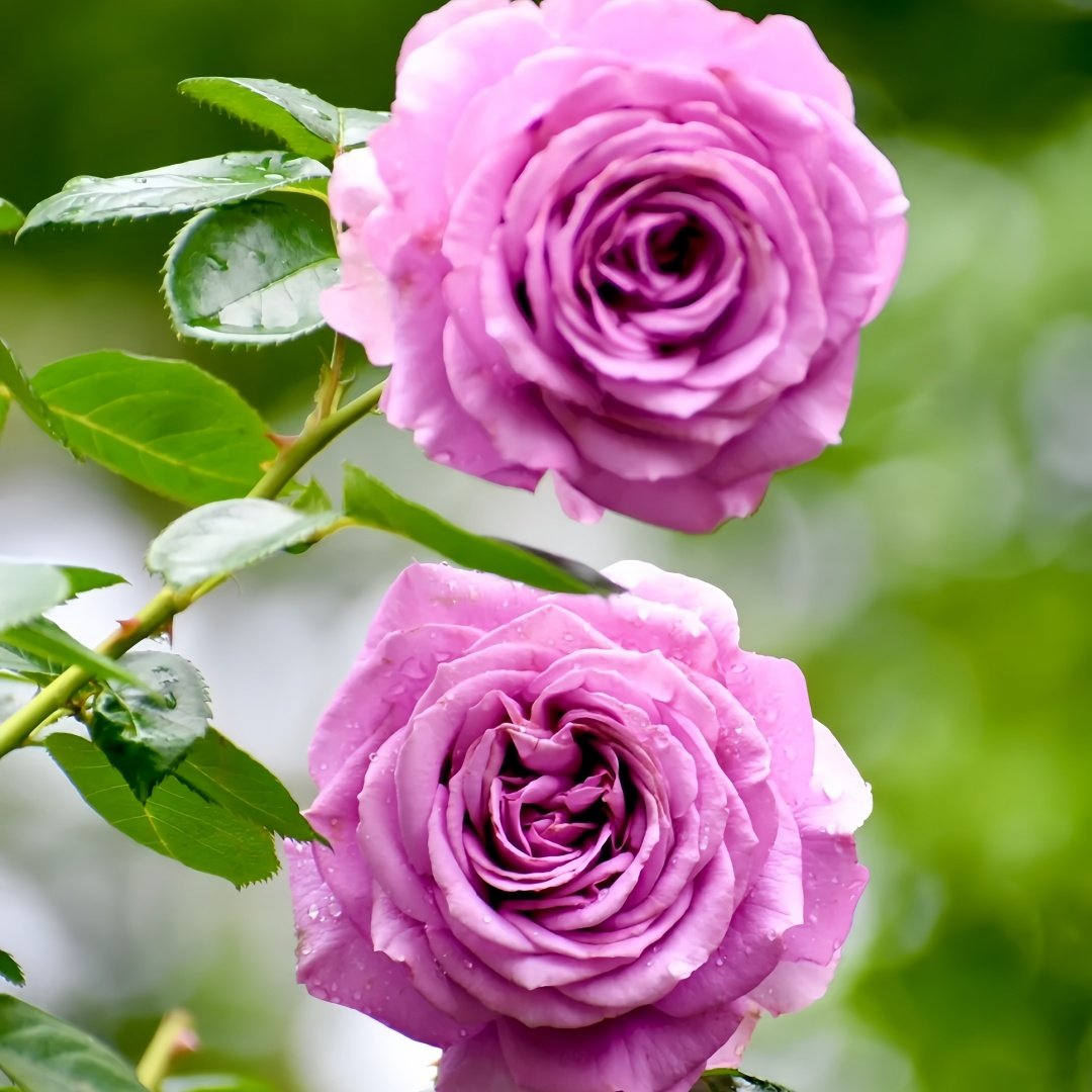 Quick Silver Rose Plant|快银 image 9