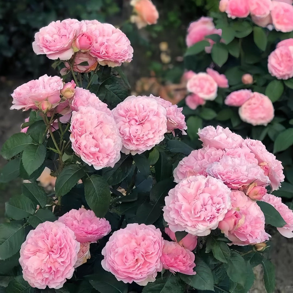 Miranda Rose Plant | 米兰达 image 7