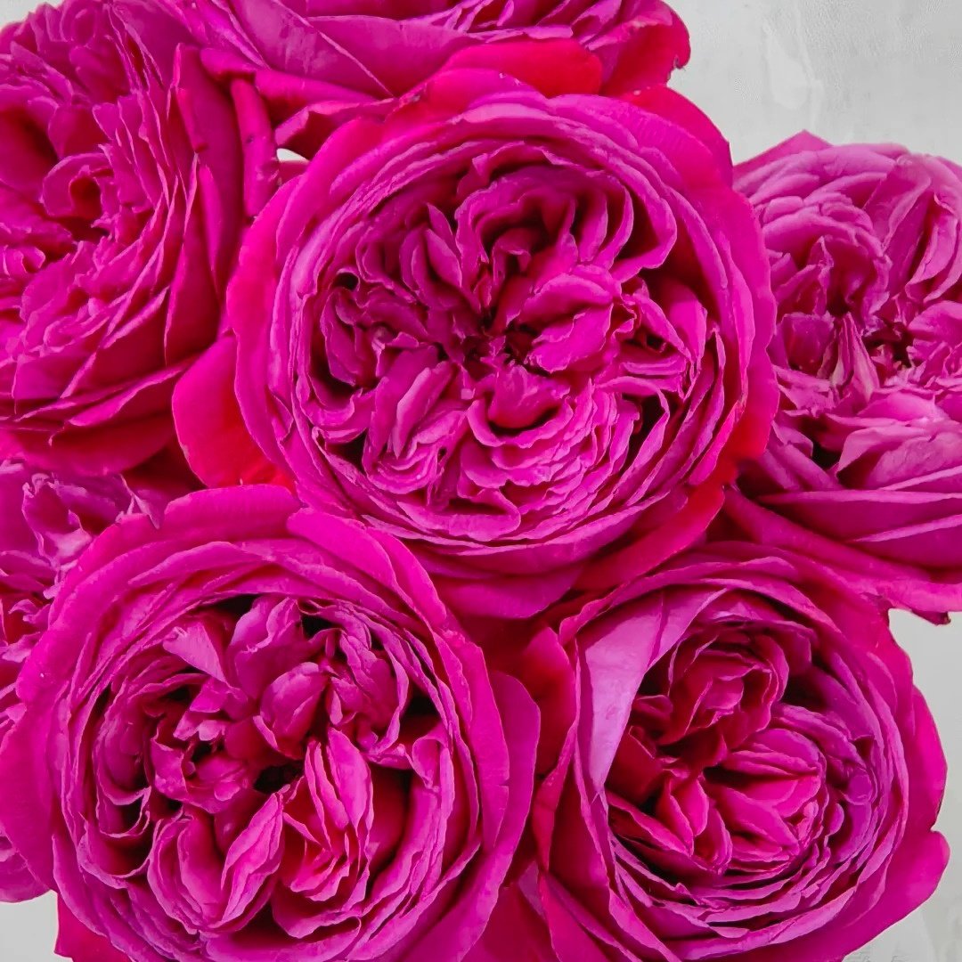 Cantina Rose Plant | 伊芙酒窖 image 8