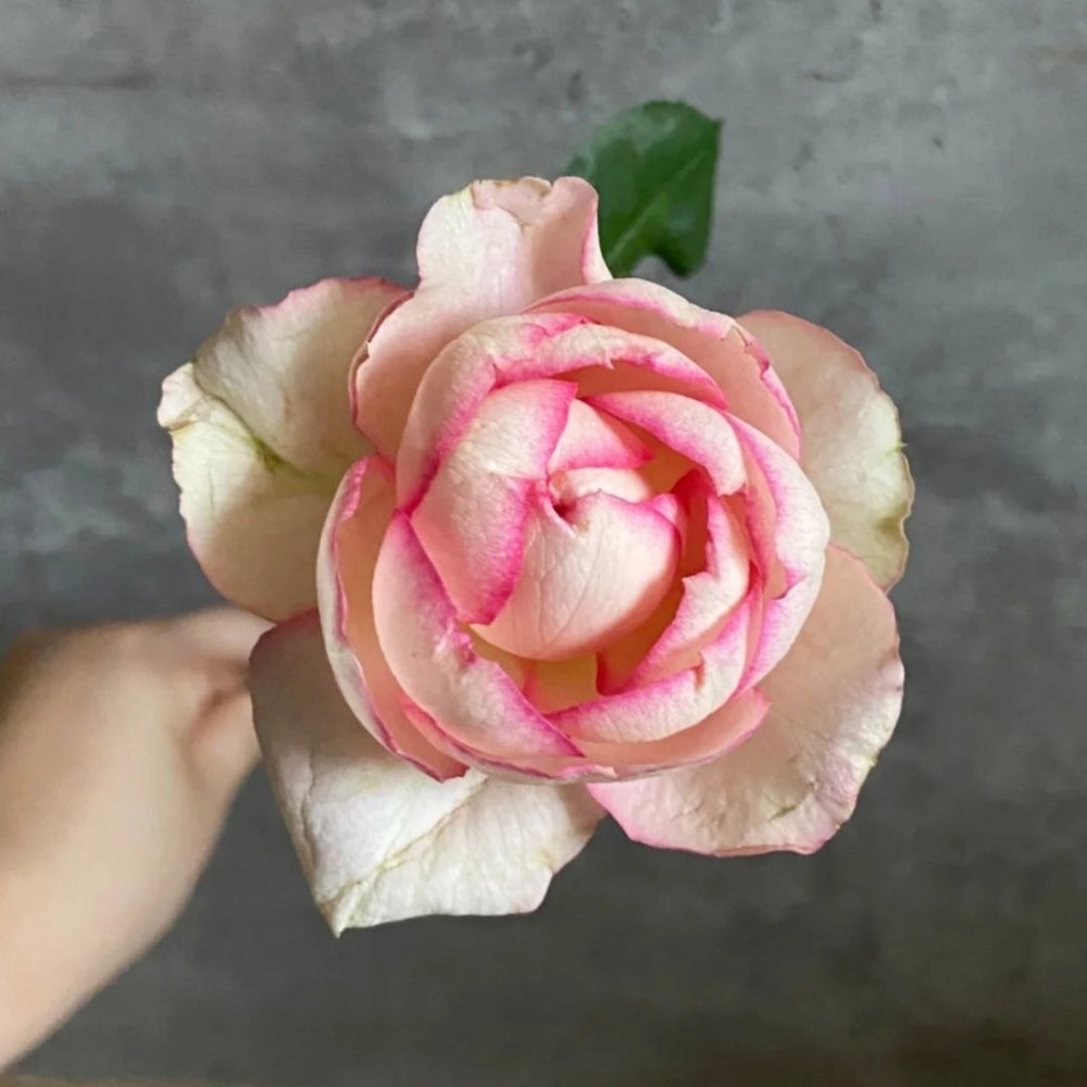 Yves Classical perfume Rose Plant|伊芙古典香水 image 7